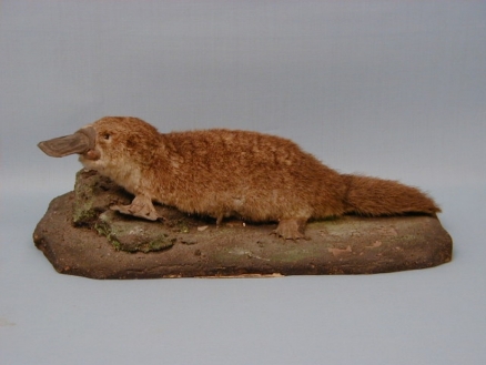 Zoologijska zbirka