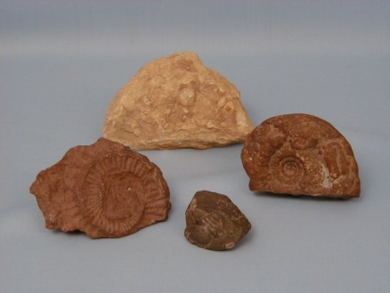 Paleontološka zbirka