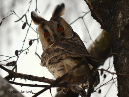 Flora i fauna kroz objektiv umjetnika